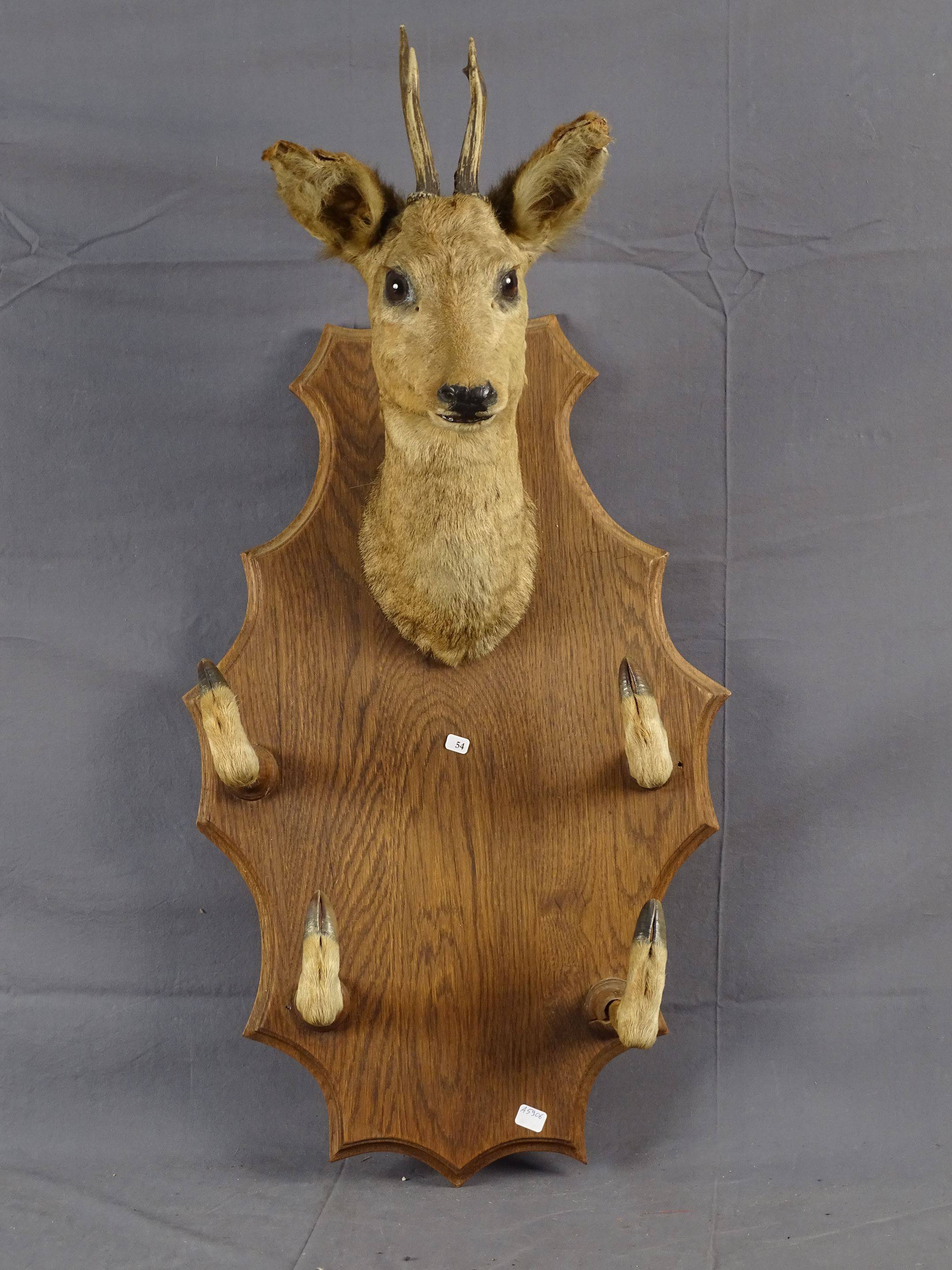 Trophée de chasse porte fusil avec tête de biche (accident à une oreille),  très bel état, Vente aux enchères : Militaria - Armes - Souvenirs  historiques