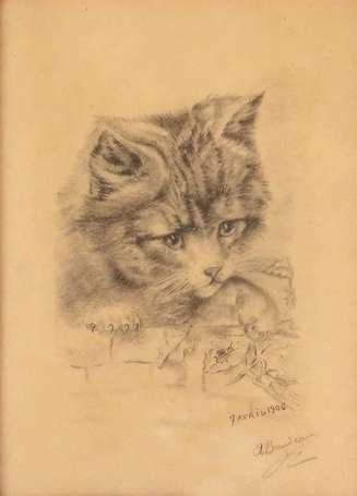 BAUDEAU A. Fin XIXe-Début XXe - Portrait de chaton