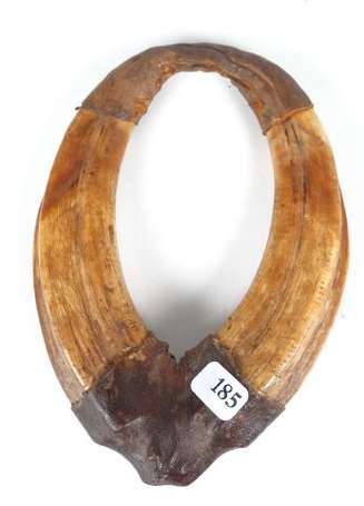 Ancien bracelet de chasseur. Dents de phacochères 