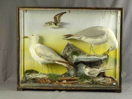 Diorama composé de trois goélands et un oiseau 