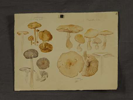 PONCEAU Jules  (1881-1961). Etude de champignons. 