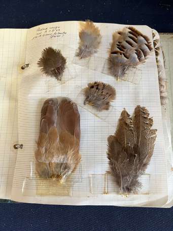 Album d'une collection de plumes d'oiseaux dont 