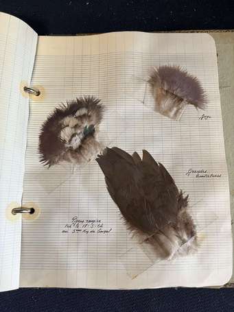 Album d'une collection de plumes d'oiseaux dont 