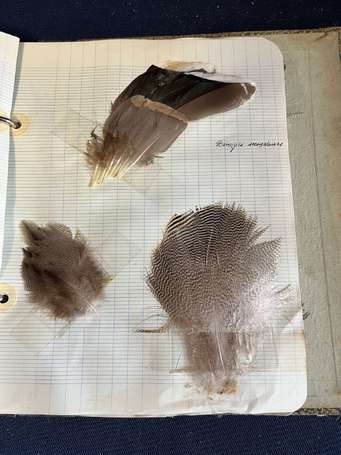 Album d'une collection de plumes d'oiseaux dont 