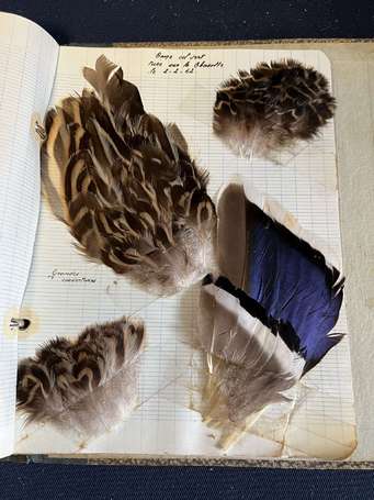 Album d'une collection de plumes d'oiseaux dont 