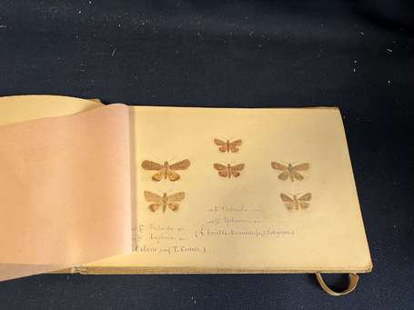 Papillons - Album de 31 pages de croquis anciens ,