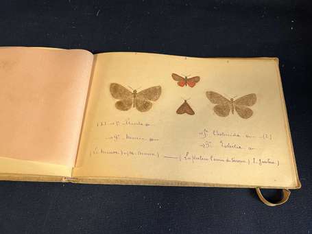 Papillons - Album de 31 pages de croquis anciens ,