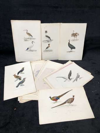 Oiseaux - bel ensemble de gravures XIXème en 