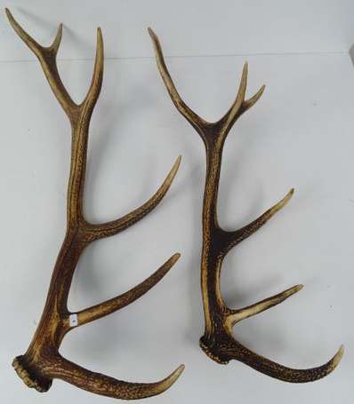 Lot de deux bois de cerf.