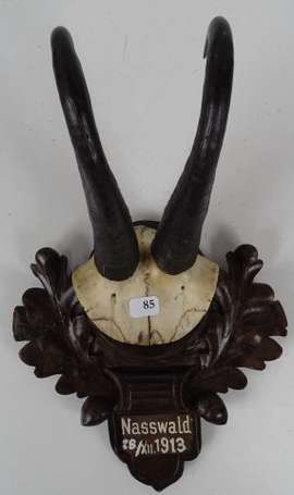 Trophée de Chamois sur écusson forêt noire, 