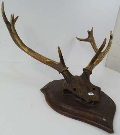 Trophée ancien de cerf dix cors sur écusson bois.