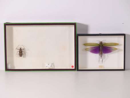 Boîte d'entomologiste contenant un spécimen 