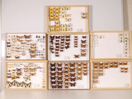 Lot de sept caisses bois d'entomologiste contenant