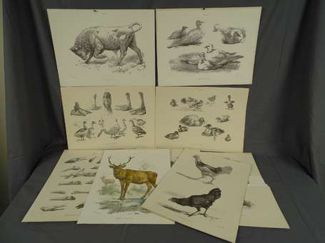 Gravure & Lithographie - Animaux - Ensemble de 16 