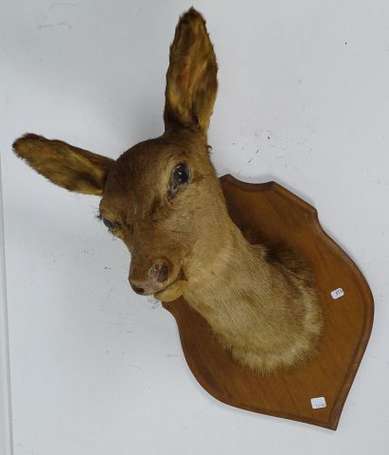 Trophé de biche une écusson de bois. H. 45 cm 