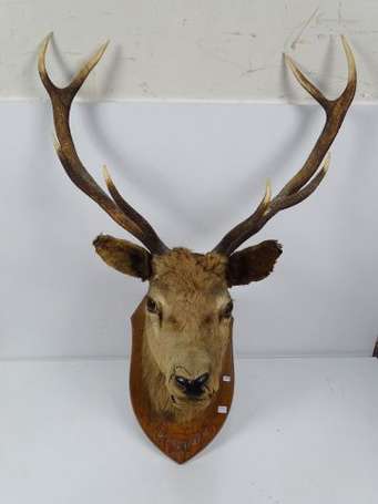 Trophé de cerf une écusson de bois. H. 80 cm ( 