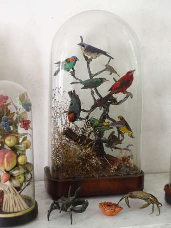 Diorama d'oiseaux naturalisés sur un arbre simulé,