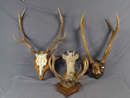 Ensemble de trophées de chasse dont trois cornes 