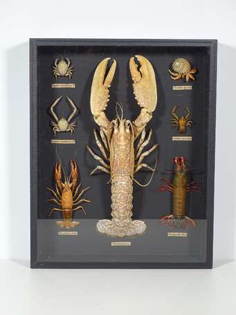 Composition de sept crustacés dont homard et crabe