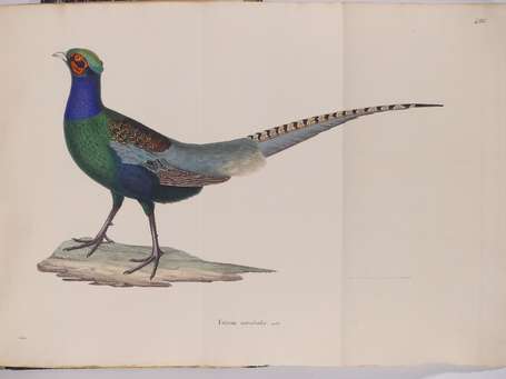 HISTOIRE NATURELLE] - TEMMINCK (Coenraad Jacob) - 