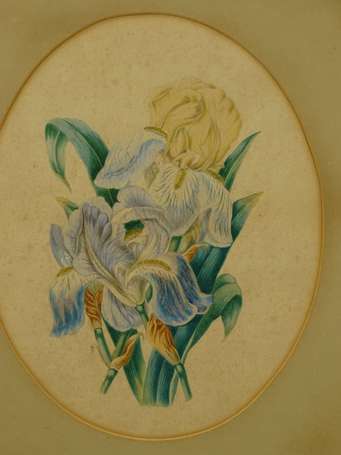 ECOLE XIX-XXe - Bouquet d'Iris. Aquarelle à vue 