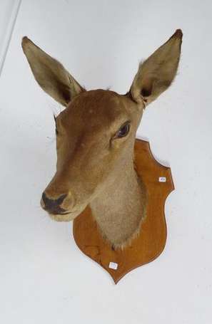 Trophé de biche une écusson de bois. H. 48 cm 