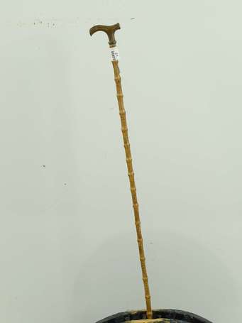 Canne légère, le fût de roseau, le pommeau 