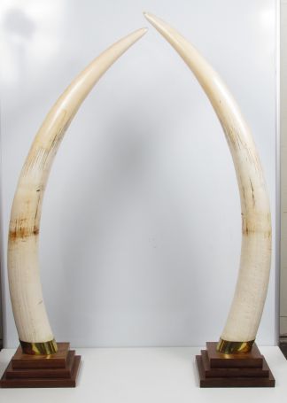 défense d'éléphant